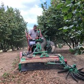 Dalla Langa al Roero, stagione nera per la Nocciola Piemonte: produzione in calo del 70%. &quot;Il dato peggiore degli ultimi 60 anni&quot;