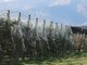 Le reti antigrandine sistemate in un campo per proteggere le colture