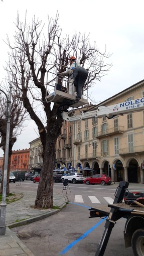 Le operazioni di taglio degli alberi