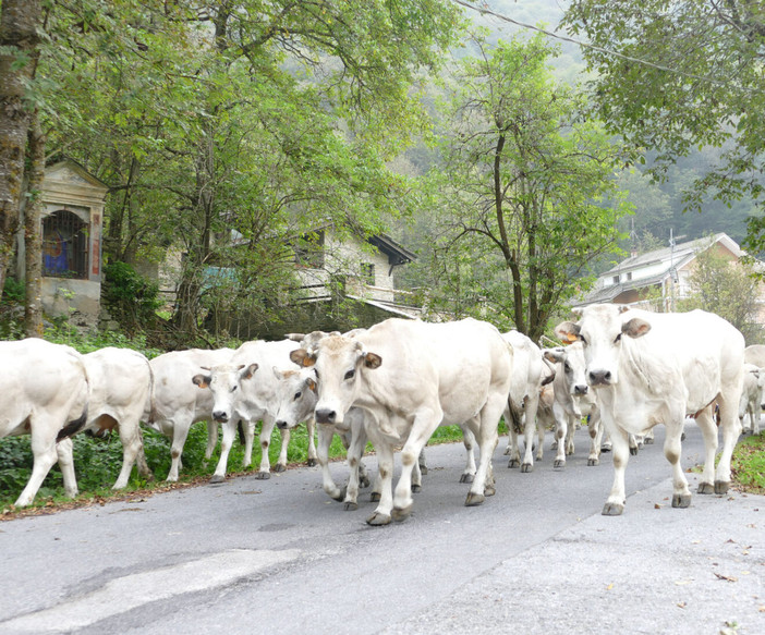 A Prato Nevoso la settima edizione di “Caluma el vache. Il ritorno della mandria a valle”