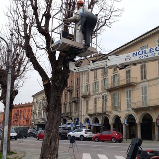 Le operazioni di taglio degli alberi