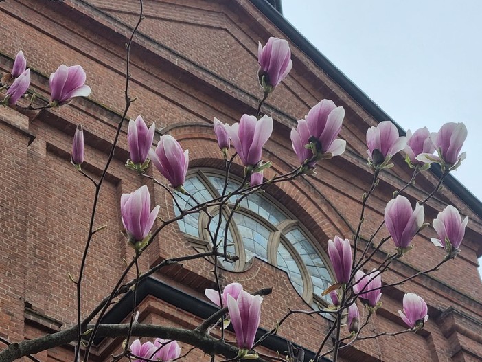 20 marzo, la primavera è sbocciata al Santuario della Madonna dei Fiori di Bra