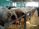MIAC, Comune di Cuneo e il futuro della zootecnia locale: stanziati i fondi per la piattaforma e-commerce dei bovini