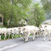 A Prato Nevoso la settima edizione di “Caluma el vache. Il ritorno della mandria a valle”