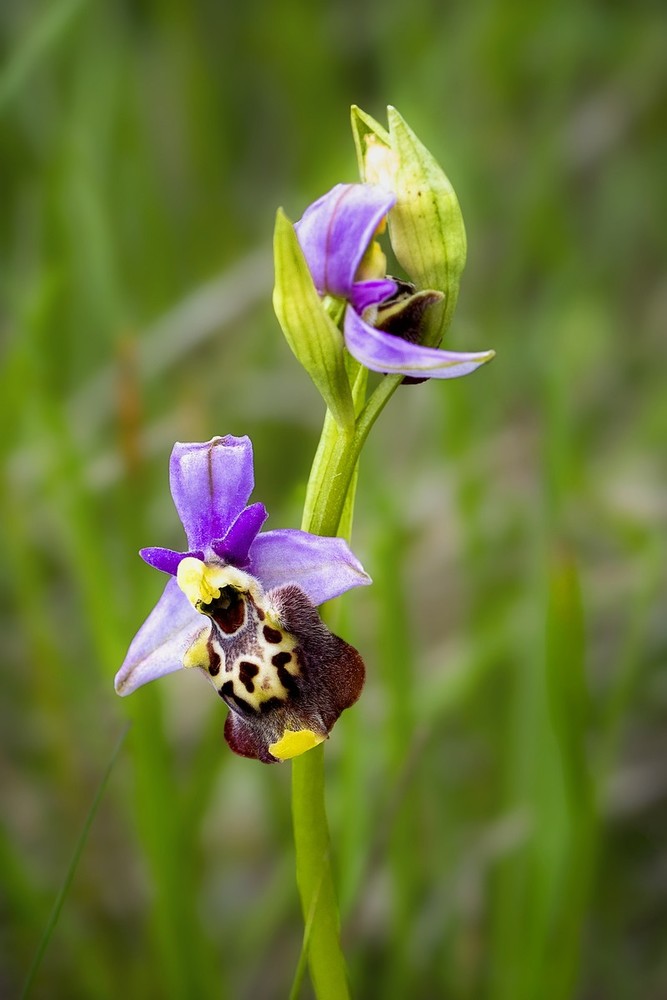 Alba, &quot;Stra-ordinarie orchidee&quot;: un tesoro del territorio