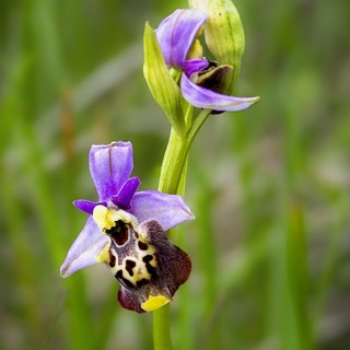 Alba, &quot;Stra-ordinarie orchidee&quot;: un tesoro del territorio