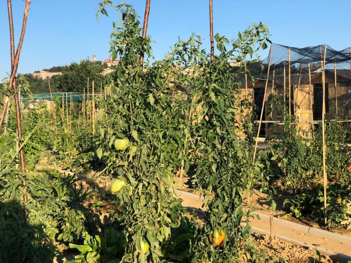 Al via la nuova campagna di assegnazione degli orti urbani a Mondovì