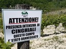 Peste suina, Coldiretti: &quot;Pochi abbattimenti di cinghiali, emergenza senza fine&quot;