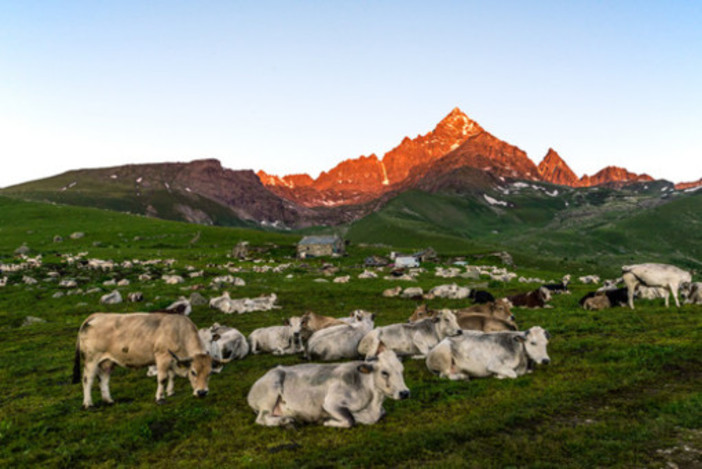 Modifica del regolamento dei pascoli a Castelmagno, salta il consiglio comunale straordinario