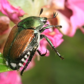 Infestazioni di Popillia japonica: a Mondovì un incontro per agricoltori e amanti dei giardini