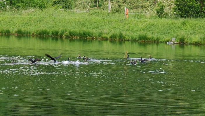 I cormorani 'predatori' nel lago di Pagno