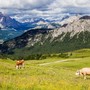 Pontechianale, il Tar dà torto al Comune sulla gara per l’assegnazione dei pascoli