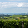 Panorama Langa del Barbaresco (Archivio Ente Turismo Langhe Monferrato Roero)