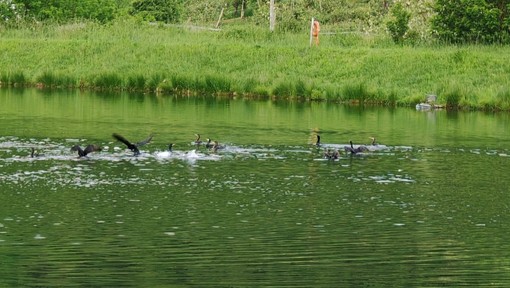 I cormorani 'predatori' nel lago di Pagno