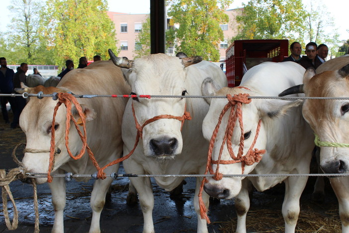 Alba: giovedì 10 ottobre torna la grande Rassegna Bovina dedicata alla Sottorazza Albese