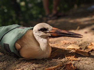 Una cicogna ferita nel centro cicogne della Bulgaria