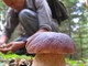 Partita la stagione dei funghi: tutte le norme da rispettare per essere in regola