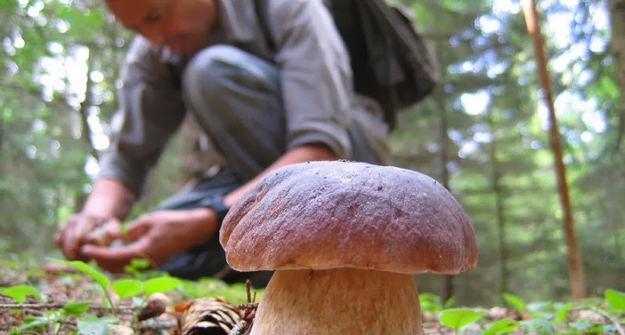 Partita la stagione dei funghi: tutte le norme da rispettare per essere in regola