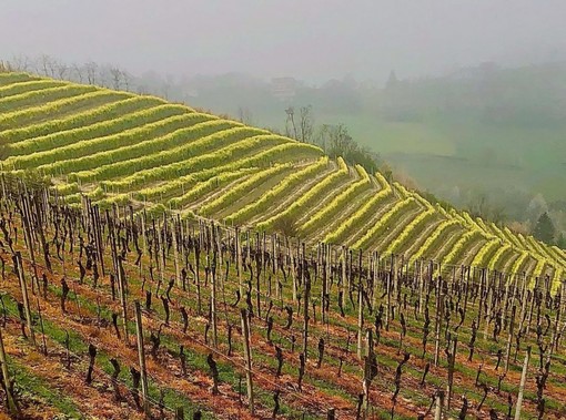 In primo piano vigneti trattati con prodotti chimici a Mango