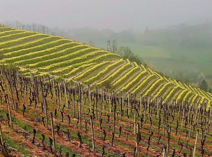 In primo piano vigneti trattati con prodotti chimici a Mango