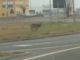Un lupo in pieno giorno nella zona industriale di Beinette [VIDEO]
