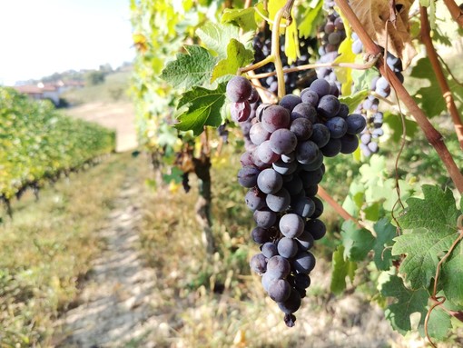 &quot;Terre del Barolo&quot; di Castiglione Falletto tra le prime 118 cantine italiane