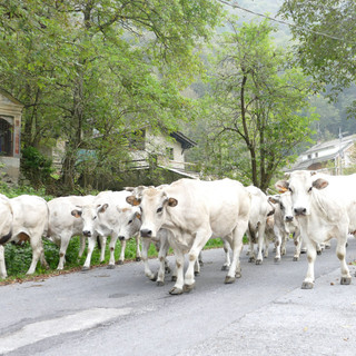 Prorogato al 25 ottobre il termine di demonticazione delle mucche per le aree montane oltre i 1500 metri