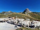 Si torna “A Val” dall’alpeggio del Preit  [FOTO E VIDEO]