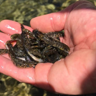 L'Associazione Pescatori Alta Valle Maira ringrazia tutti, ma quando arrivano i contributi promessi dai Comuni?