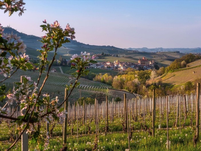 Una veduta di Barolo, circondata tra i suoi vigneti