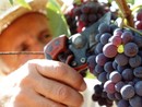 La vendemmia è agli sgoccioli, gli esperti: &quot;Dalle Langhe al Roero quantità stabile e qualità dei vini eccellente&quot;