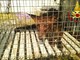 Genola: vigili del fuoco e veterinario dell’ASL recuperano una volpe bloccata in una fossa liquami