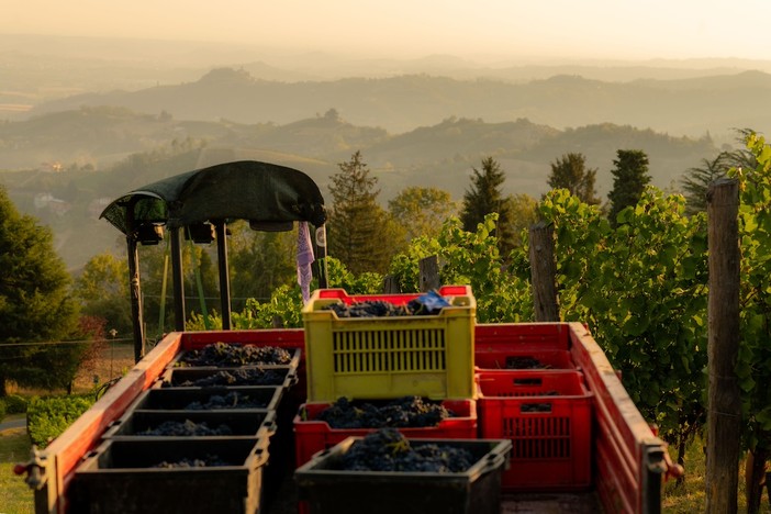 Iniziata la vendemmia in Alta Langa con il Pinot Nero. &quot;Fiduciosi per un'ottima annata&quot;