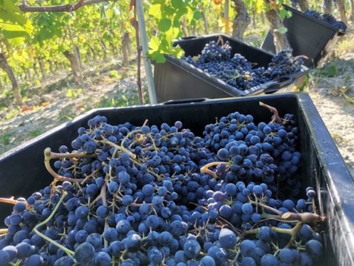 L'inchiesta di Al Jazeera sui lavoratori nei vigneti di Barolo e Barbaresco: &quot;Maltrattati e pagati 3 euro all'ora&quot;