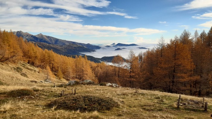 Lotti boschivi in valle Pesio e recuperi ambientali nelle Navette in Val Tanaro