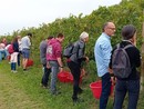 Alba, prima vendemmia turistica dell’anno nella vigna urbana della scuola enologica