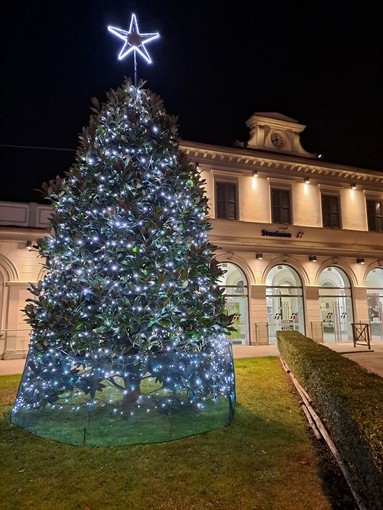 La magia del Natale: a Bra si accende la magnolia di piazza Roma