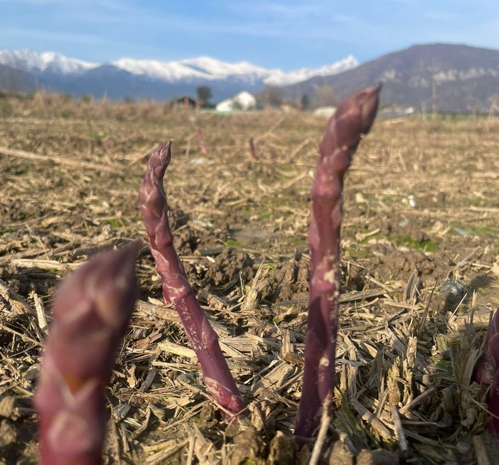 Tornano sul banco di Piero Fraire gli Asparagi dolci di Revello