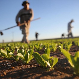 La biodiversità agroalimentare: scienza di oggi, storie di ieri