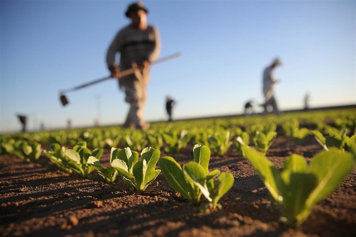 La biodiversità agroalimentare: scienza di oggi, storie di ieri