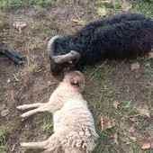 Attacco di lupi a Bombonina, sbranato un gregge di pecore. Gli allevatori: &quot;Predazione vicino alle case&quot;