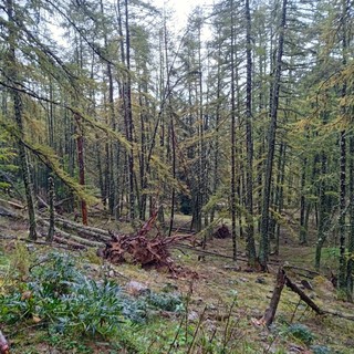 Prosegue la conta dei danni a Briga Alta dopo la tempesta 'Aline': spezzati centinaia di alberi al bosco delle Navette