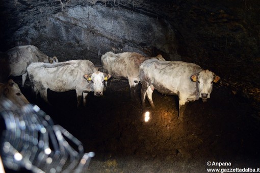 Brossasco, “Via la metà degli animali oppure lo denunciamo”