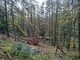 Prosegue la conta dei danni a Briga Alta dopo la tempesta 'Aline': spezzati centinaia di alberi al bosco delle Navette