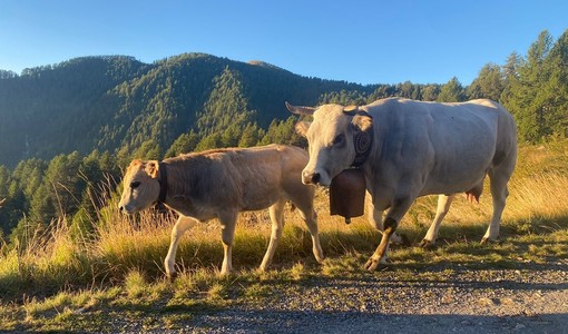 Blue Tongue, predisposto nuovo piano vaccinale: la soddisfazione di Coldiretti