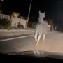 Paura a Busca per un cavallo imbizzarrito in mezzo alla strada