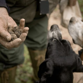 Tartufo, da domani al via la “cerca” nelle Langhe. L'assessore regionale Gallo: “Nel 2024 oltre 700 mila euro investiti per la salvaguardia”