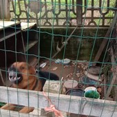 Cane alla catena chiuso in un box restituito alla proprietaria a Genola, Stop Animal Crimes: &quot;Continueremo a vigilare&quot;