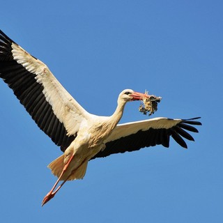 A Savigliano un incontro sulla biodiversità