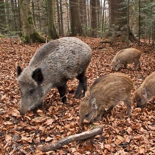 Peste suina in Granda, i sindaci di Lesegno e Niella Tanaro: &quot;Agire in fretta per bloccarne l'avanzata&quot;